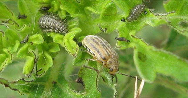 Millions of people will no longer be allergic by a tiny bug