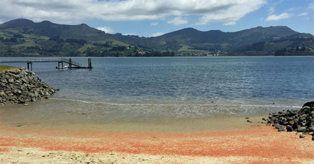 Millions of red lobster dyed the beach