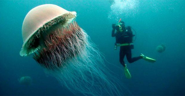 Mysterious deadly venom of giant jellyfish has no solution