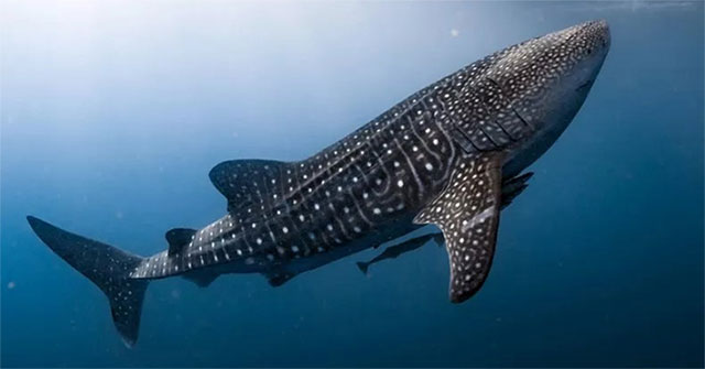 New discovery of the world's largest shark has 'armored eyes'