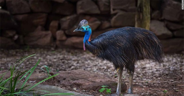 New discovery of the world's most dangerous bird knife-like claws
