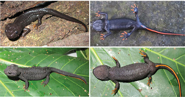 New super-cute crocodile newts discovered in Vietnam