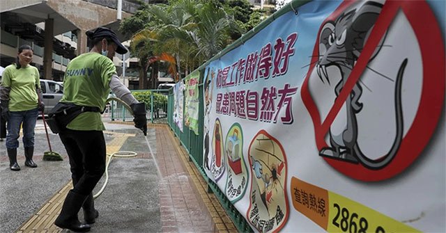 Numerous Hong Kong people mysteriously contracted hepatitis virus from mice