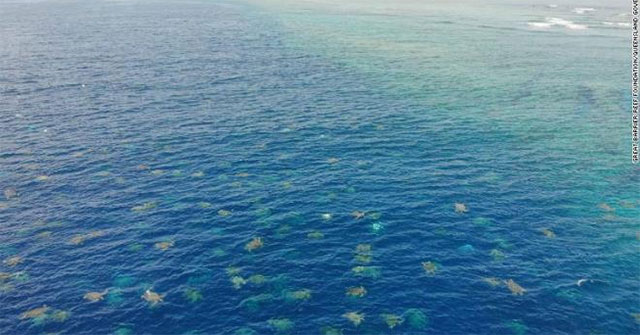Overwhelmed with thousands of turtles swimming ashore nesting eggs