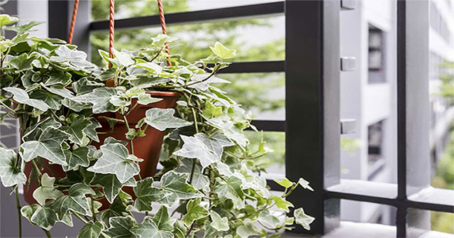 Planting style and feng shui meaning of ivy