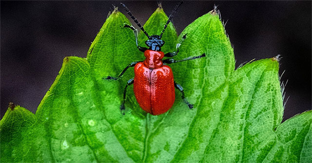 Plants have the ability to camouflage scents for survival