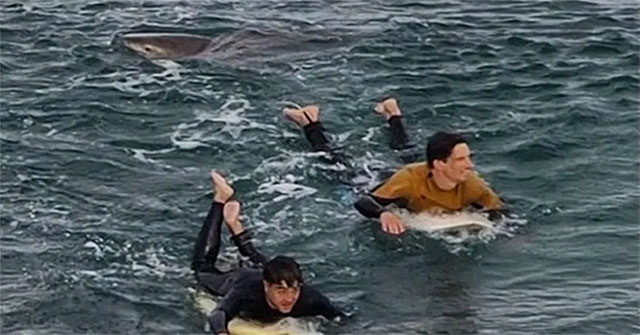 Punch the shark with your bare hands, the boy miraculously escapes death