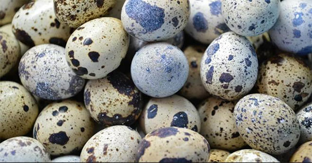Quail eggs are about to be released in the outer space hamlet