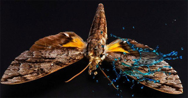 Rainy insects are like humans who 'eat' a whole bowling ball in their face, but why don't they die?