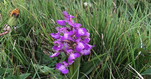 Rare orchids suddenly bloomed causing half of the golf course to be closed