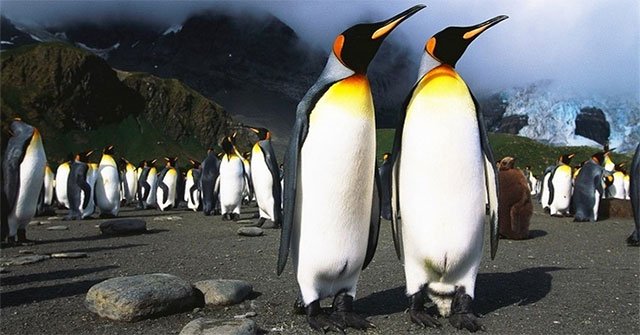 Scientist 'drunk' because of laughing gas in penguin droppings
