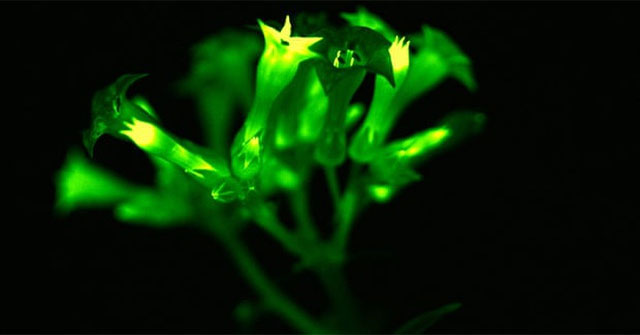 Scientists create plants that glow thanks to the mushroom's genes