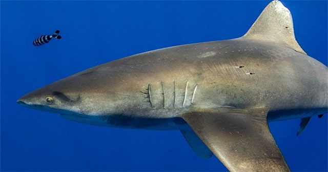 Sharks survived the battle with giant squid