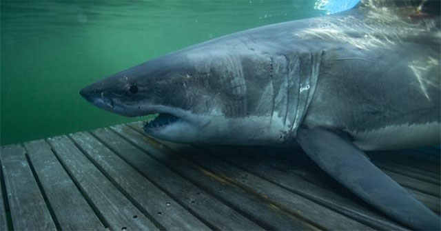 Sharks swim more than 1000km to avoid mating