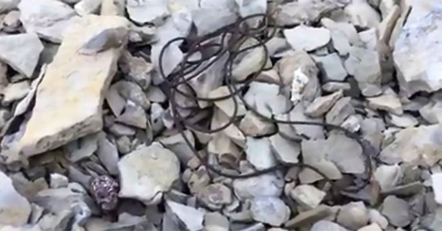 Shiver strange creatures like coming from aliens in Serbia