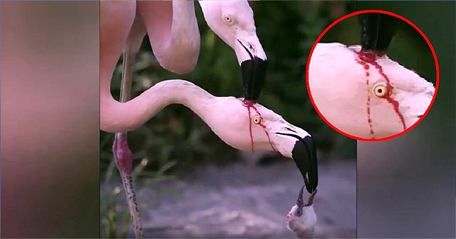 Shocked with the clip of flamingos pecking at each other's heads for blood, but the real reason is that everyone feels fluttering