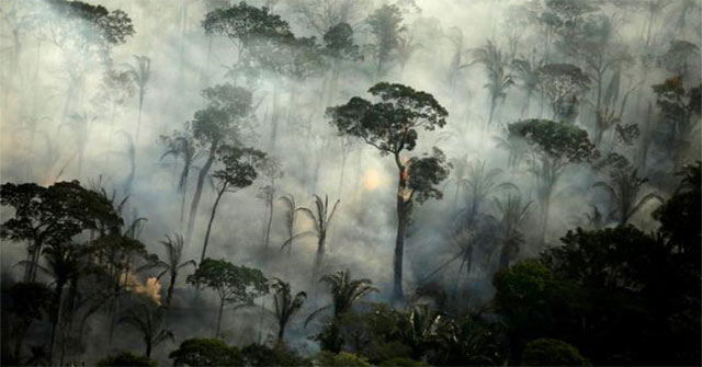 Shocking revelation: Every 6 seconds, a large primeval rain forest across the football field is destroyed