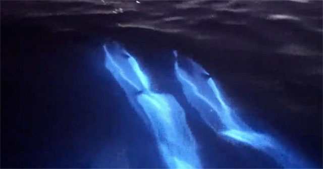 Spectacular surreal scenes of 'glowing dolphins' under the sea