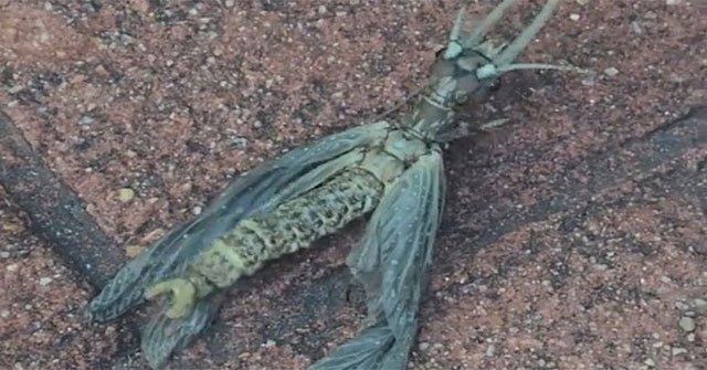 Strange creatures that look like 'giant dragonflies' attract thousands of viewers