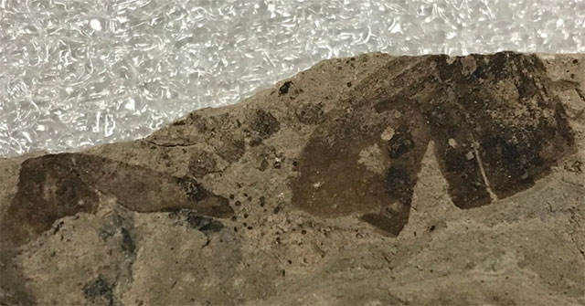 Strange insect fossils 151 million years old
