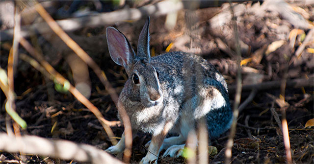 Strange virus attacks rabbit like Covid-19 in humans