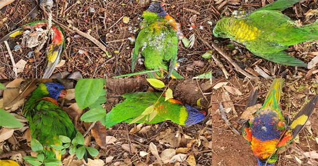 Strange virus caused rainbow birds to die in mass