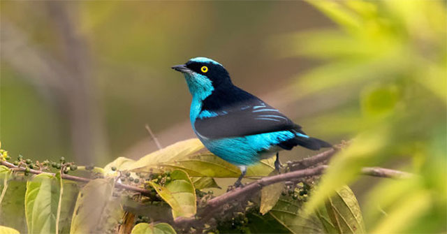 Strangely colorful birds in South America