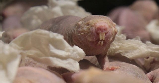 Strangely enough mice need to inhale CO2 to avoid seizures