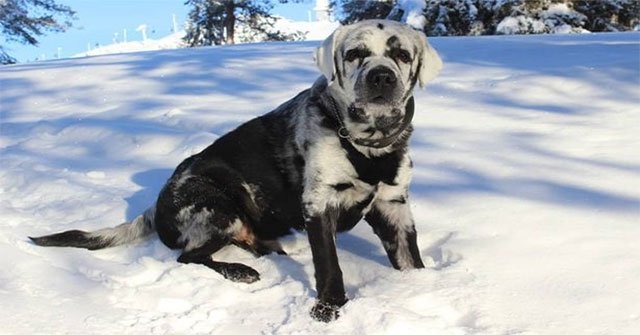 Strangely, the dog changes color from black to white fur