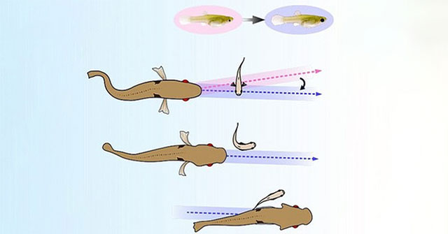 Strategy to help rainbow fish evade enemy attacks