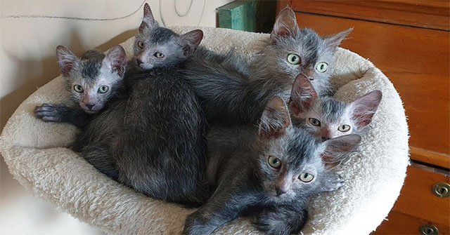 Stunned with the 'werewolf' cat breed cost 50 million each