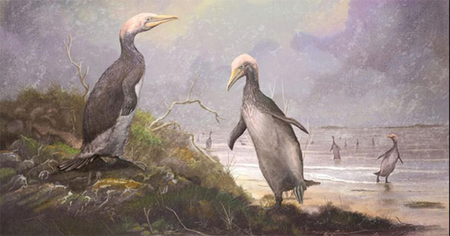 Suddenly discovered a 1.8m tall creature like a giant penguin