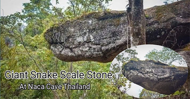 Suddenly discovered a giant snake cave