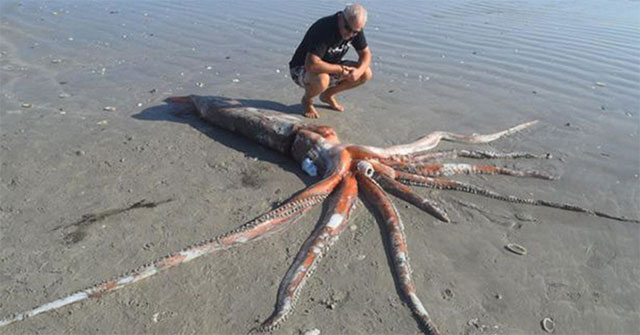 Suddenly discovered a giant squid weighing 200kg washed ashore