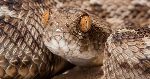 Suddenly discovered an existing drug cure snakebites