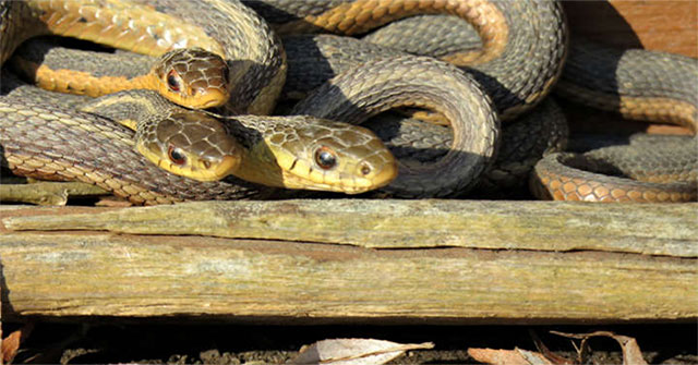 Surprise the friendship of one of the world's most lonely and cold creatures