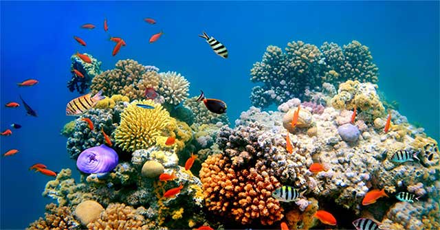 Surprised how corals protect themselves from rising sea temperatures
