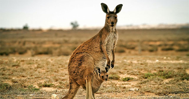Surprising things about the kangaroo that few people know