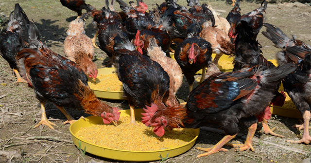 Technique of raising Cane chickens and preventing diseases with herbs
