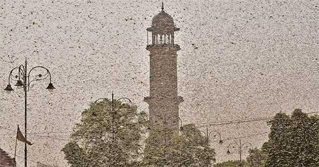 'Terrific grasshopper storm' blind sky during the day in India