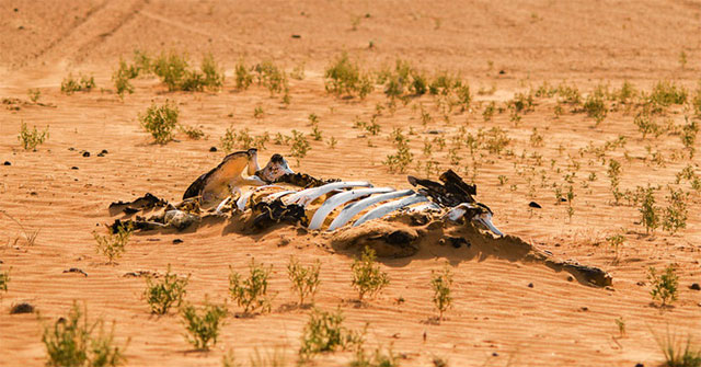 The 6th Great Extinction is happening much faster than any prediction, entirely human error