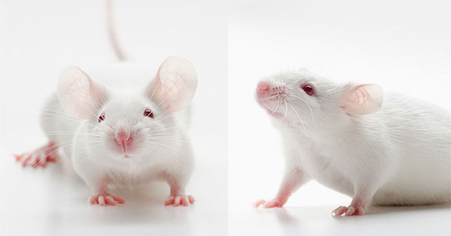 The AI ​​reveals that the face of the mouse also expresses a range of emotions - just like humans
