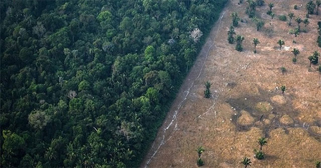 The Amazon forest could become the next source of corona virus