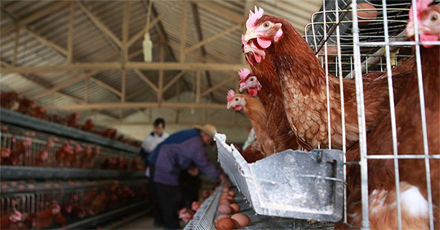The 'apocalyptic virus' from industrial chicken can 'color' half of the world's population