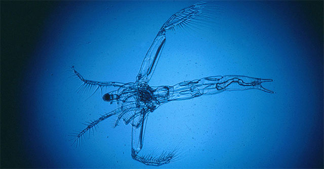 The 'devil flea' brings mercury into the human food chain