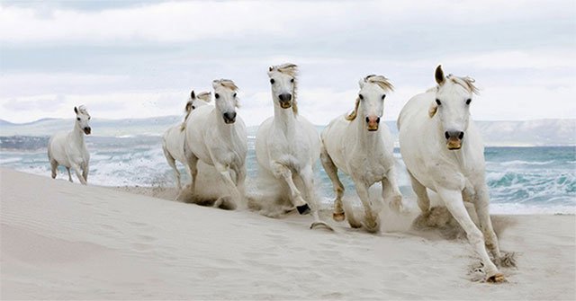 The famous horse in Vietnamese history