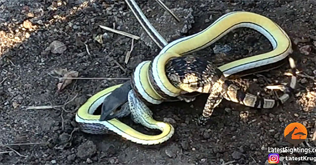 The fighting lasted for more than an hour between the snake and the iguana