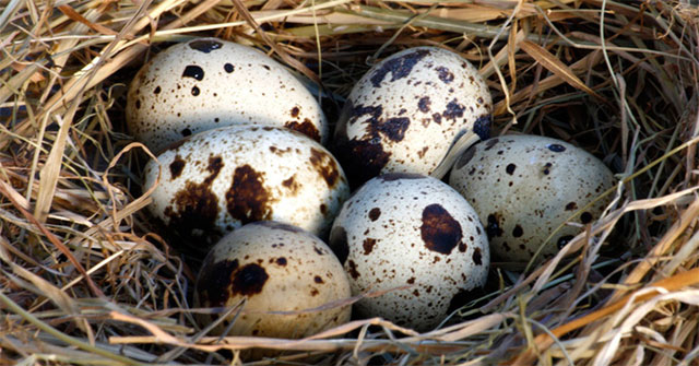 The great benefits of quail eggs