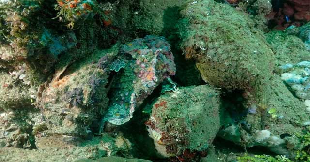 The 'invisible' demonic fish are waiting for their partner to spawn