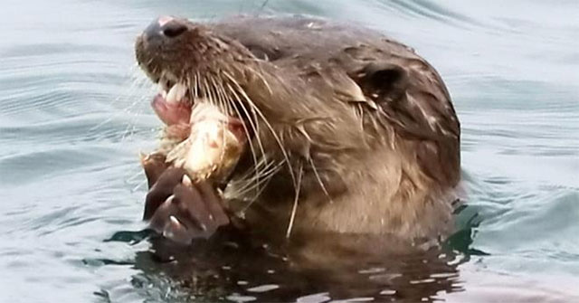 The 'killing machine' helps otter to make rare blind fish meat